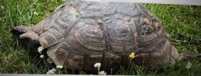 Spur Thighed : Male Ibera approx 50+ (Terry)